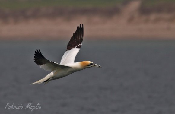 Sula bassana - Northern gannet (Morus bassanus)