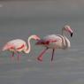 Fenicottero - Greater flamingo (Phoenicopterus roseus)