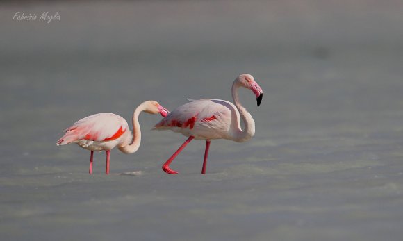 Fenicottero - Greater flamingo (Phoenicopterus roseus)