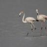 Fenicottero - Greater flamingo (Phoenicopterus roseus)