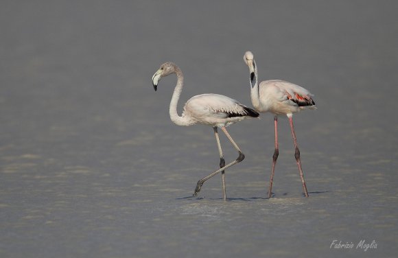 Fenicottero - Greater flamingo (Phoenicopterus roseus)