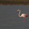 Fenicottero - Greater flamingo (Phoenicopterus roseus)