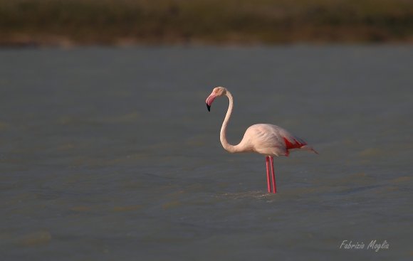 Fenicottero - Greater flamingo (Phoenicopterus roseus)