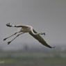 Fenicottero - Greater flamingo (Phoenicopterus roseus)