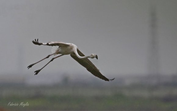 Fenicottero - Greater flamingo (Phoenicopterus roseus)