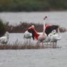 Fenicottero - Greater flamingo (Phoenicopterus roseus)