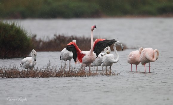 Fenicottero - Greater flamingo (Phoenicopterus roseus)