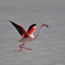 Fenicottero - Greater flamingo (Phoenicopterus roseus)