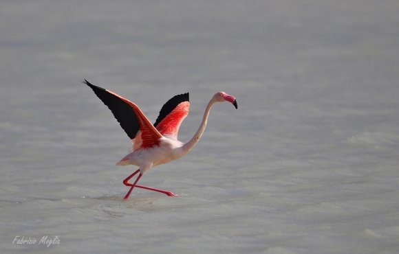 Fenicottero - Greater flamingo (Phoenicopterus roseus)