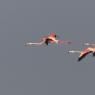 Fenicottero - Greater flamingo (Phoenicopterus roseus)