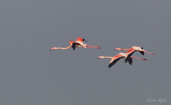 Fenicottero - Greater flamingo (Phoenicopterus roseus)