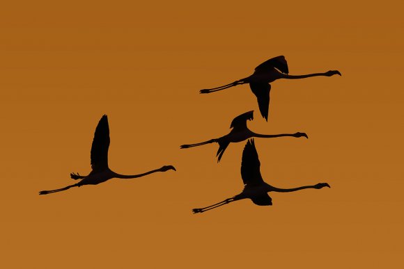 Fenicottero - Greater flamingo (Phoenicopterus roseus)