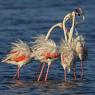 Fenicottero - Greater flamingo (Phoenicopterus roseus)