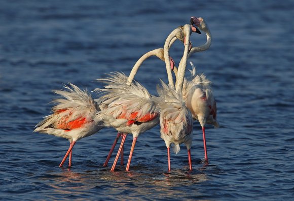 Fenicottero - Greater flamingo (Phoenicopterus roseus)