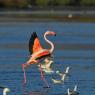 Fenicottero - Greater flamingo (Phoenicopterus roseus)