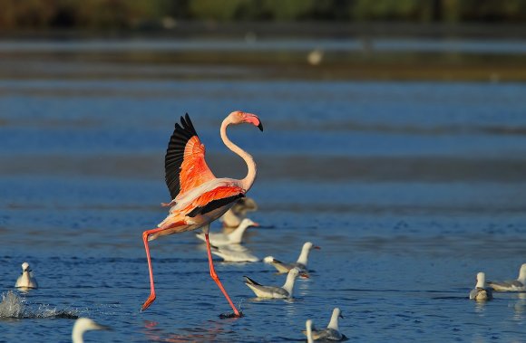 Fenicottero - Greater flamingo (Phoenicopterus roseus)