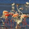 Fenicottero - Greater flamingo (Phoenicopterus roseus)