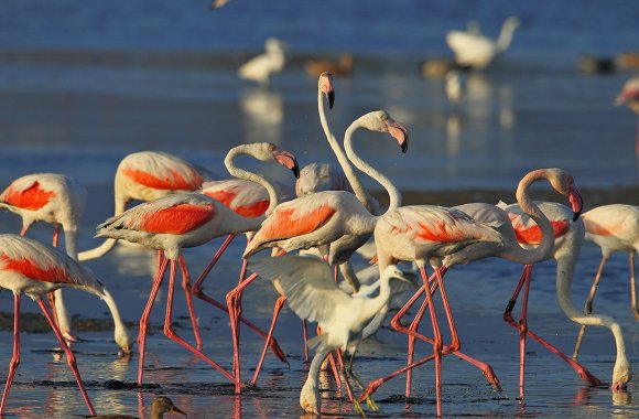 Fenicottero - Greater flamingo (Phoenicopterus roseus)