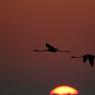 Fenicottero - Greater flamingo (Phoenicopterus roseus)