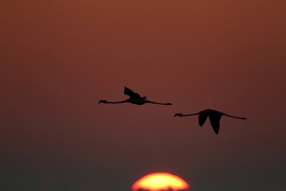 Fenicottero - Greater flamingo (Phoenicopterus roseus)