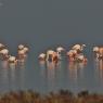 Fenicottero - Greater flamingo (Phoenicopterus roseus)