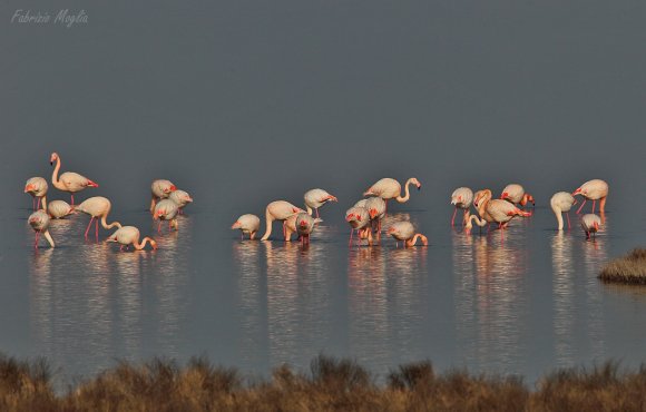 Fenicottero - Greater flamingo (Phoenicopterus roseus)