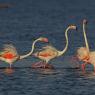 Fenicottero - Greater flamingo (Phoenicopterus roseus)