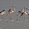 Fenicottero - Greater flamingo (Phoenicopterus roseus)