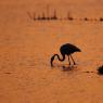 Fenicottero - Greater flamingo (Phoenicopterus roseus)