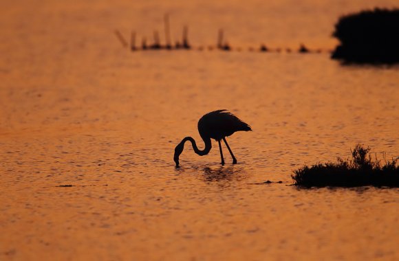 Fenicottero - Greater flamingo (Phoenicopterus roseus)