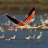 Fenicottero - Greater flamingo (Phoenicopterus roseus)