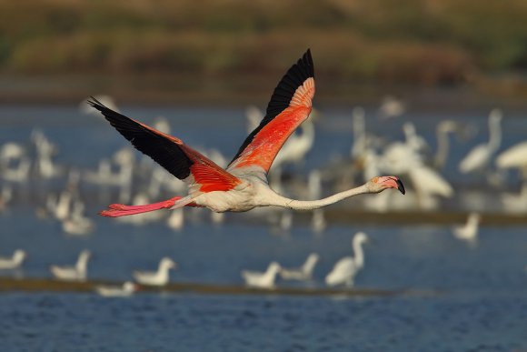 Fenicottero - Greater flamingo (Phoenicopterus roseus)