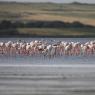 Fenicottero - Greater flamingo (Phoenicopterus roseus)