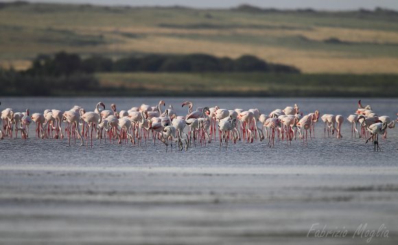 Fenicottero - Greater flamingo (Phoenicopterus roseus)