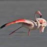 Fenicottero - Greater flamingo (Phoenicopterus roseus)