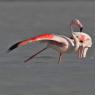 phoenicopterformes