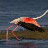 Fenicottero - Greater flamingo (Phoenicopterus roseus)