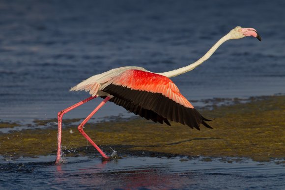 Fenicottero - Greater flamingo (Phoenicopterus roseus)