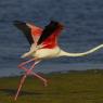 Fenicottero - Greater flamingo (Phoenicopterus roseus)