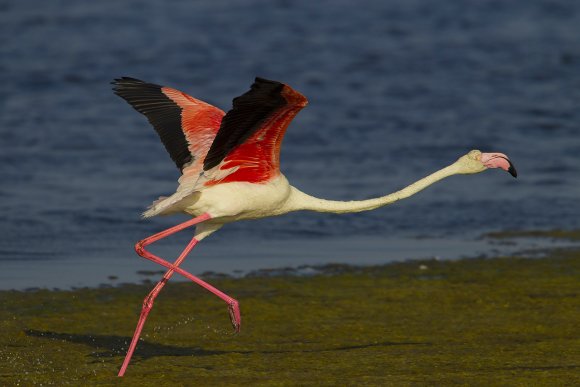 Fenicottero - Greater flamingo (Phoenicopterus roseus)