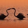 Fenicottero - Greater flamingo (Phoenicopterus roseus)