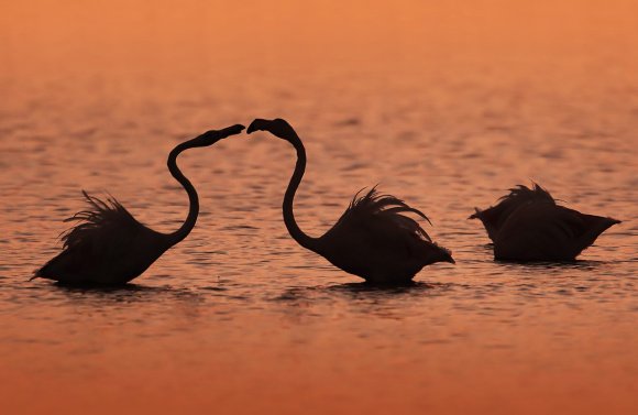 Fenicottero - Greater flamingo (Phoenicopterus roseus)