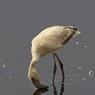 Fenicottero - Greater flamingo (Phoenicopterus roseus)