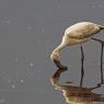 Fenicottero - Greater flamingo (Phoenicopterus roseus)