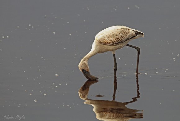 Fenicottero - Greater flamingo (Phoenicopterus roseus)