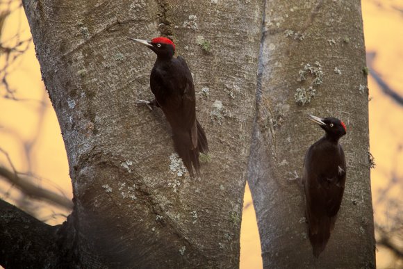 Picchio nero - Black woodpecker (Dryocopus martius)