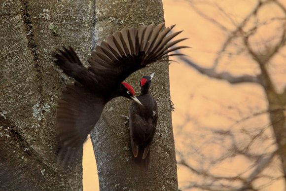 Picchio nero - Black woodpecker (Dryocopus martius)