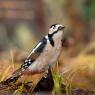 Picchio rosso maggiore - Great spotted woodpecker (Dendrocopos major)