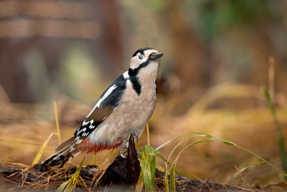 Picchio rosso maggiore - Great spotted woodpecker (Dendrocopos major)