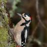 Picchio rosso maggiore - Great spotted woodpecker (Dendrocopos major)